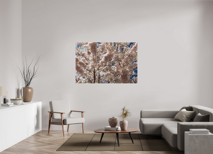 60 x 40″, Fotos Male Cerezo en flor