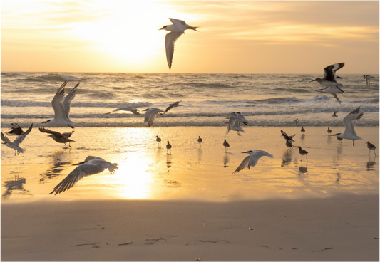 Main image Pajaros en la playa