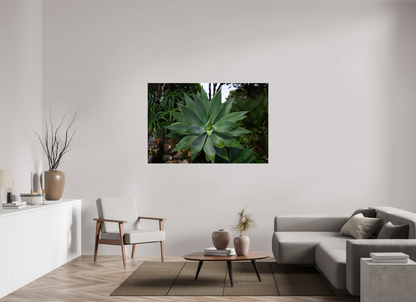 60 x 40″, Fotos Male Aloe Americano