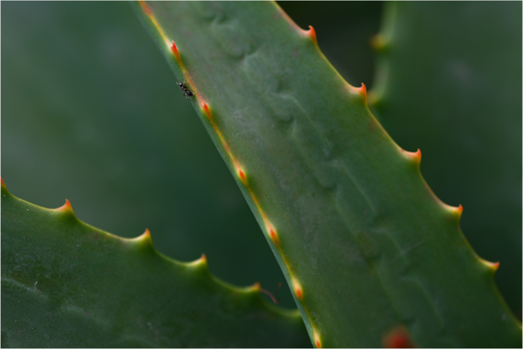 Main image Aloe Vera 2