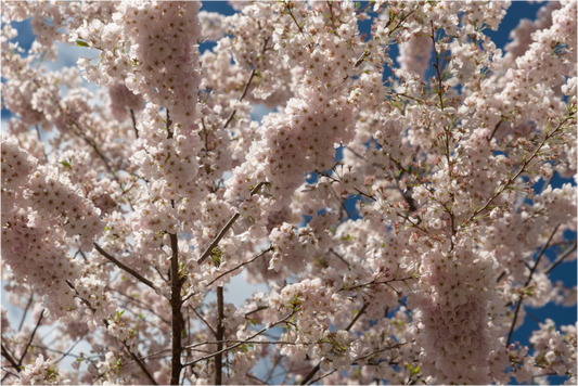 Main image Cerezo en flor