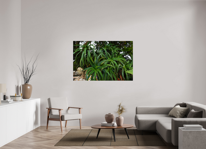 60 x 40″, Fotos Male Aloe Vera 5