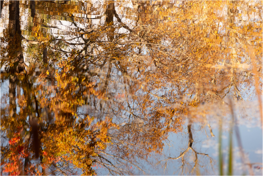 Main image Reflejo arboles 9