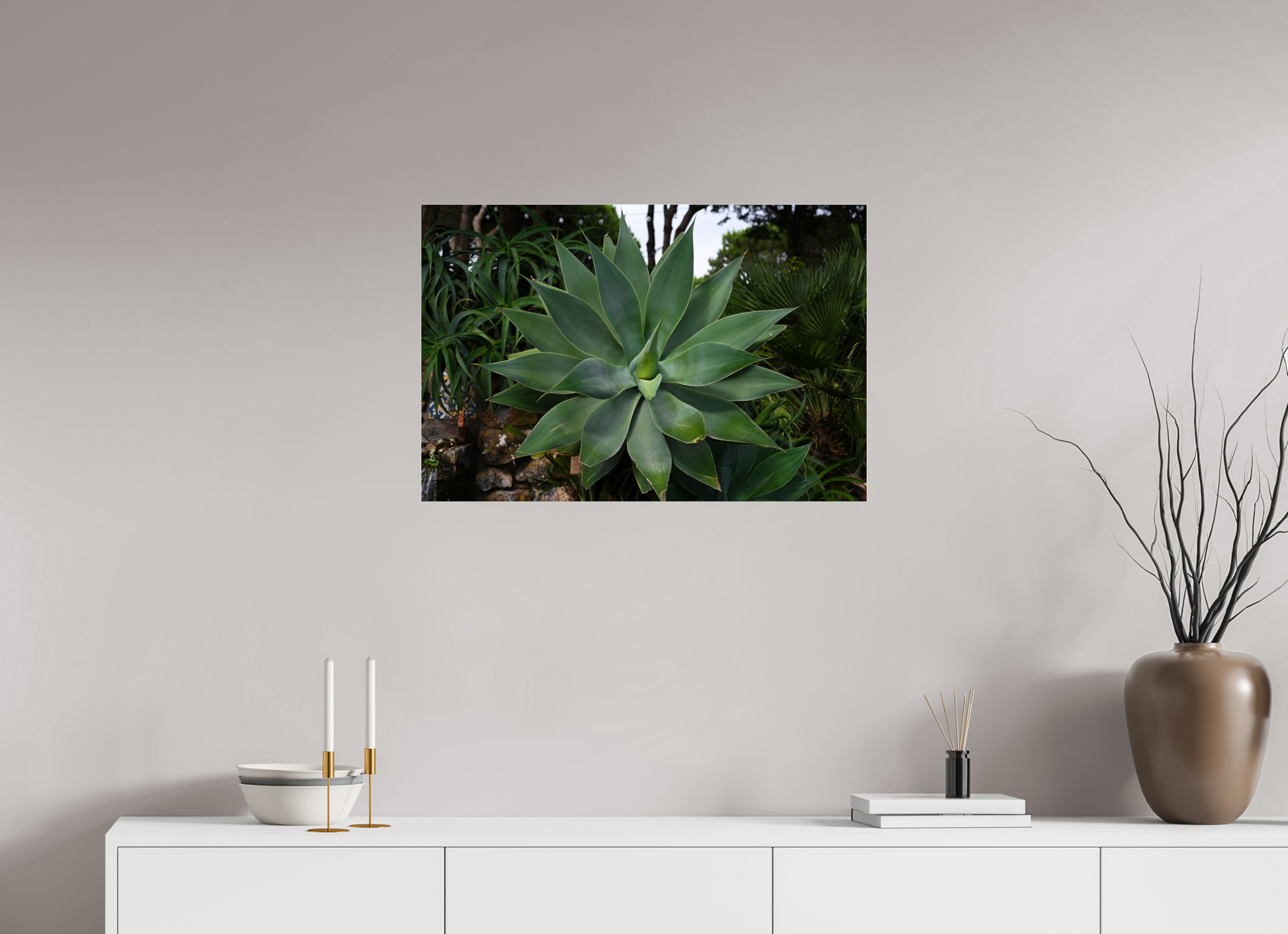 30 x 20″, Fotos Male Aloe Americano