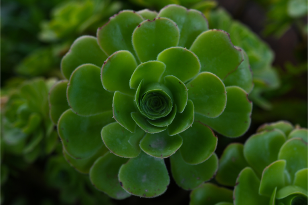 Main image Suculenta 1