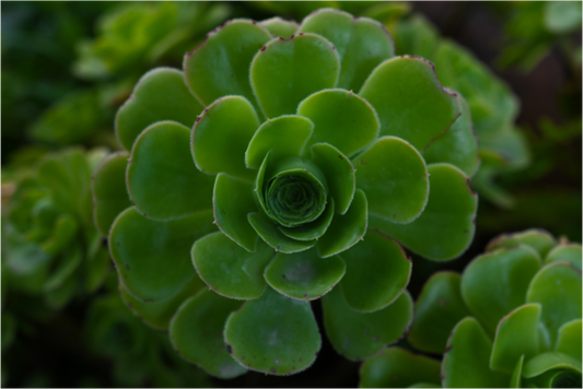 Main image Suculenta 1