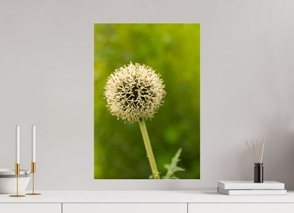 16 x 23.5″, Fotos Male Ajo ornamental