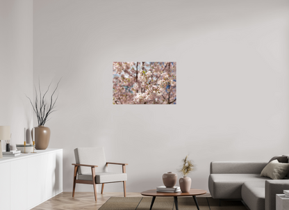 36 x 24″, Fotos Male Cerezo en flor 2