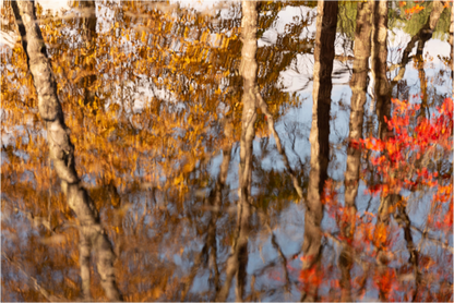 Main image Reflejo arboles 4
