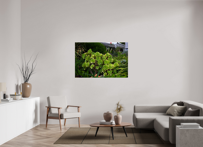 54 x 36″, Fotos Male Rosa Arbórea