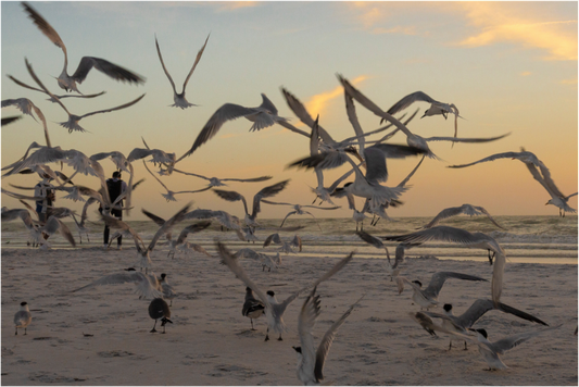 Main image Pájaros en la playa 4