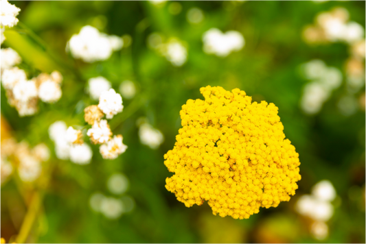 Main image Milenrama