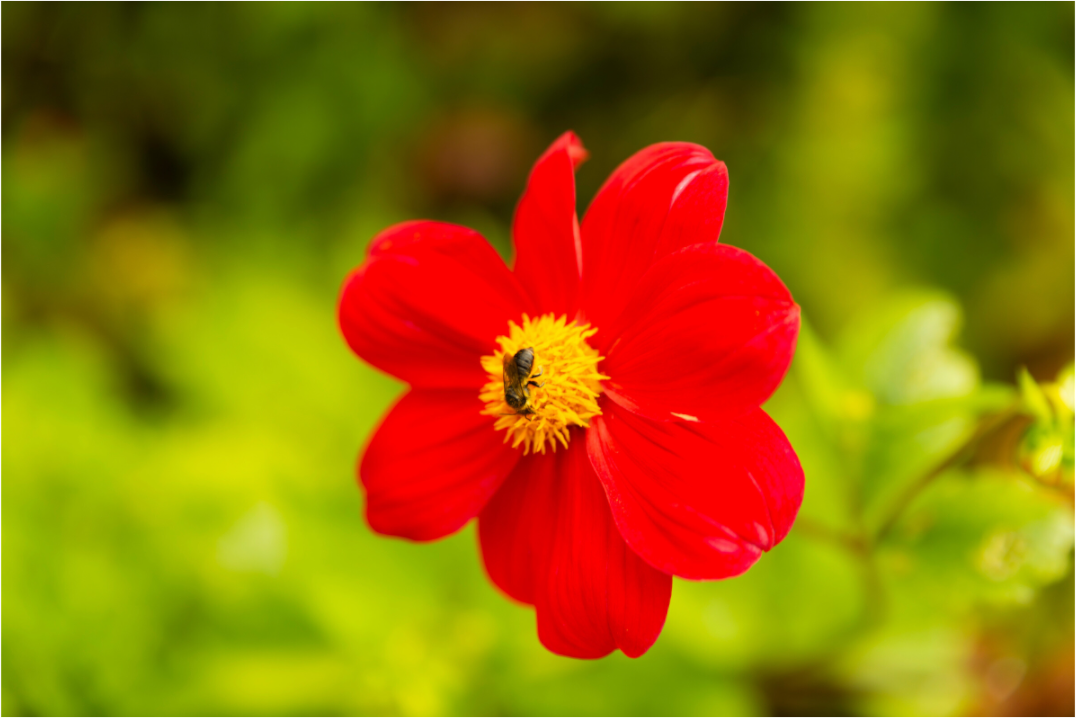 Main image Dalia