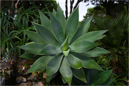 Main image Aloe Americano