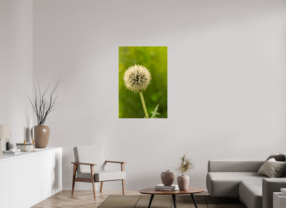 28 x 41.1″, Fotos Male Ajo ornamental