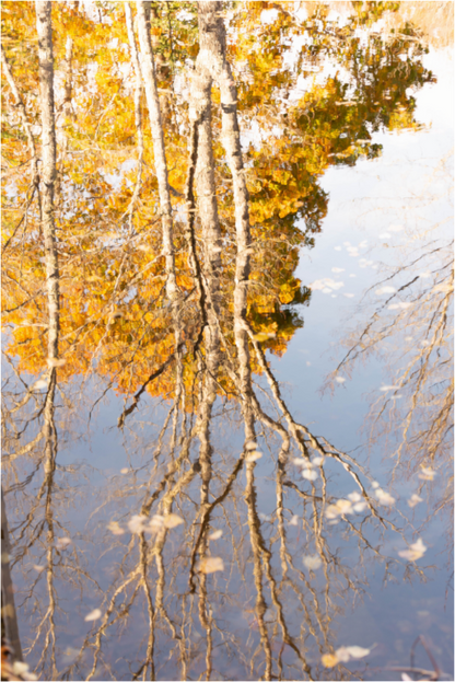 Main image Reflejo arboles 3