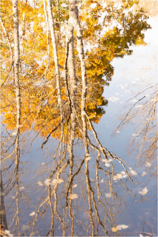 Main image Reflejo arboles 3