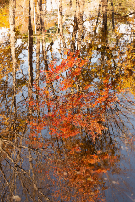 Main image Reflejo arboles 6