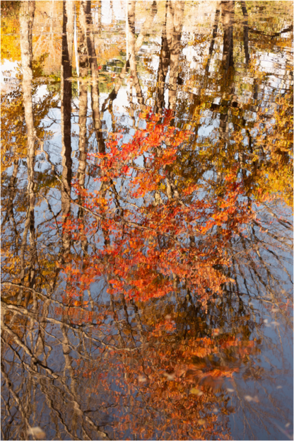 Main image Reflejo arboles 6