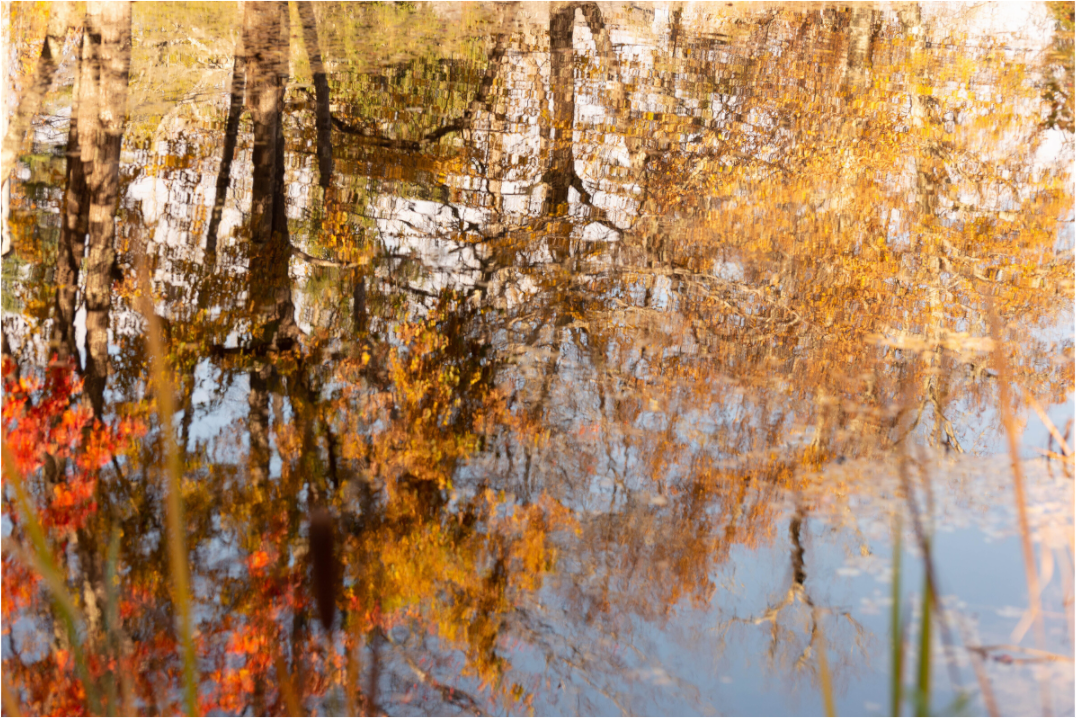 Main image Reflejo arboles 10