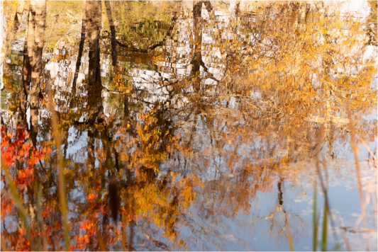 Main image Reflejo arboles 10