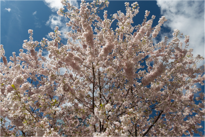 Main image Cerezo en flor 4