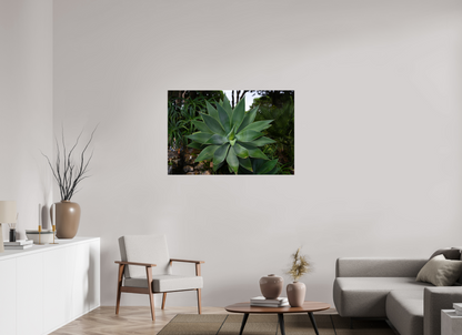 45 x 30″, Fotos Male Aloe Americano