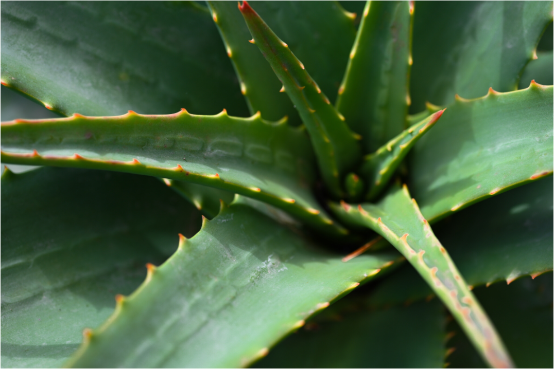 Main image Aloe Vera 3