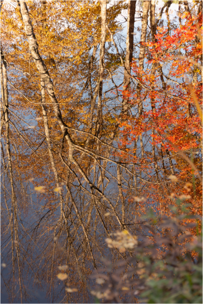 Main image Reflejo arboles 8