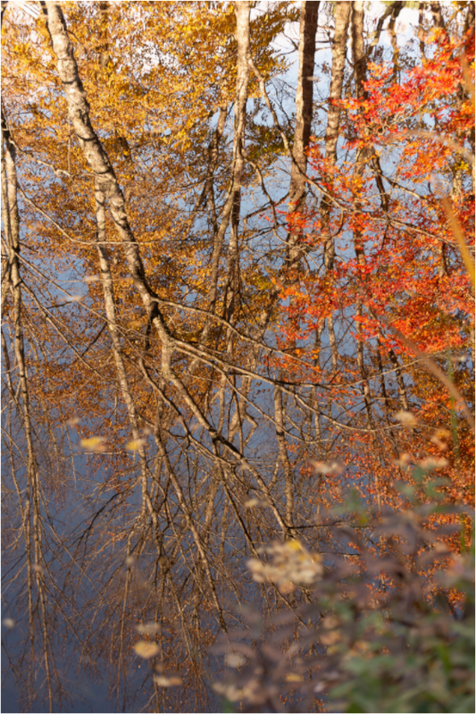 Main image Reflejo arboles 8