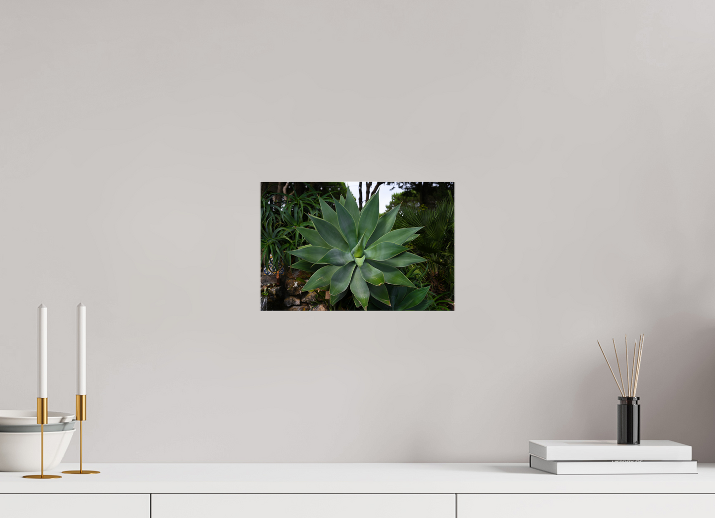 12 x 8″, Fotos Male Aloe Americano