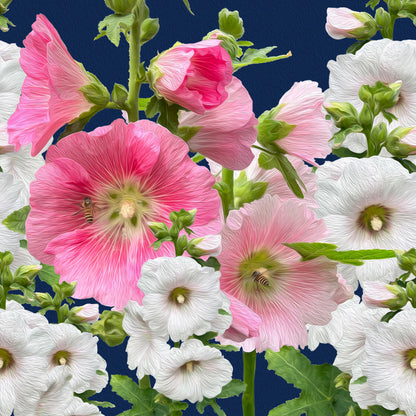 Malvarrosas Premium